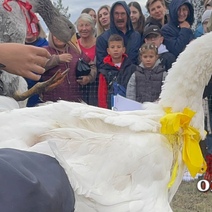 Фото и видео с гусиных забегов в Оренбуржье – мило и весело 