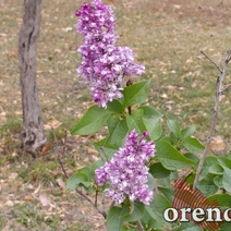 В центре Оренбурга под конец сентября расцвела сирень