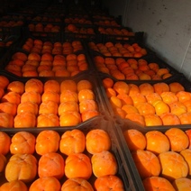 В Оренбуржье ждали из Узбекистана дыни и хурму, а прибыли червец и муха-горбатка