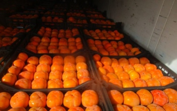 В Оренбуржье ждали из Узбекистана дыни и хурму, а прибыли червец и муха-горбатка