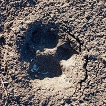 Рысята в Бузулукском бору проходят курс молодого охотника