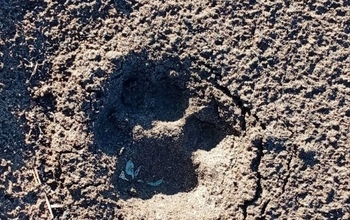 Рысята в Бузулукском бору проходят курс молодого охотника