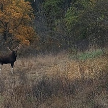 «Только жениться собрался»: в Бузулукском бору любопытные инспекторы помешали лосиной свадьбе