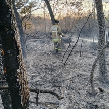 В Оренбургском районе пожарные тушили лесополосу более восьми часов