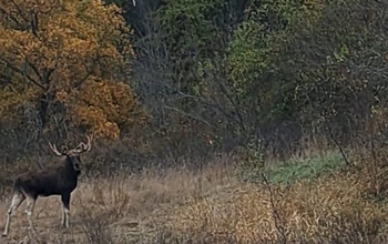 «Только жениться собрался»: в Бузулукском бору любопытные инспекторы помешали лосиной свадьбе