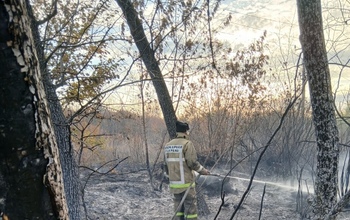 В Оренбургском районе пожарные тушили лесополосу более восьми часов