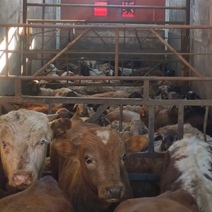 Из Оренбуржья незаконно пытались вывезти порядка 200 буренок и овечек