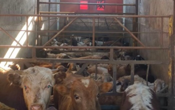 Из Оренбуржья незаконно пытались вывезти порядка 200 буренок и овечек