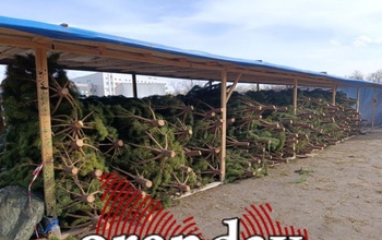 В Оренбург уже завезли сосны: ощущается приближение Нового года!