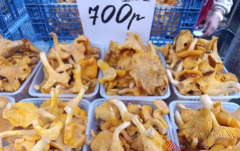 В День грибов их ассортимент на Центральном рынке в Оренбурге не балует горожан