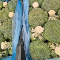 Из Узбекистана в Оренбург завезли около 12 тонн зараженной брокколи