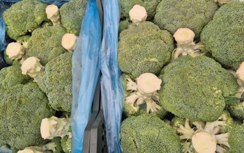 Из Узбекистана в Оренбург завезли около 12 тонн зараженной брокколи