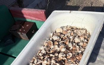 Фанаты грибов в Оренбуржье собирают трофеи и ведрами, и ваннами