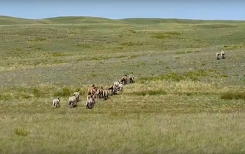 В Оренбуржье отмечают 10-летие возвращения лошади Пржевальского в дикую природу