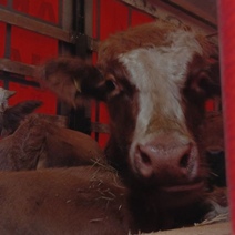 Коров из Оренбуржья для вывоза в Киргизию сделали пензенскими