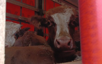 Коров из Оренбуржья для вывоза в Киргизию сделали пензенскими