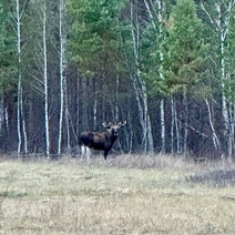 В Бузулукском бору обнаружили франта в шикарных белых чулках