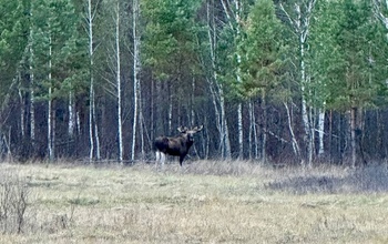 В Бузулукском бору обнаружили франта в шикарных белых чулках