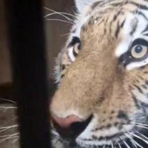 В Орск прибыла Шакира