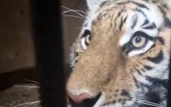 В Орск прибыла Шакира