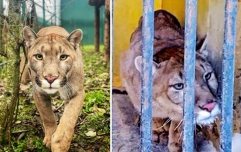 Бостон, пума из Оренбуржья, наслаждается новой жизнью после чудесного спасения 