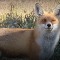 Жителей Оренбуржья попросили не селфиться с лисами и корсаками 