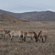 Лошади Пржевальского из Оренбургского заповедника благополучно долетели до Хакасии