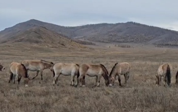 Лошади Пржевальского из Оренбургского заповедника благополучно долетели до Хакасии