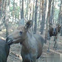 Стонут и повизгивают: в Бузулукском бору сохатые артисты исполнили странную грустную песню на камеру