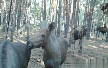Стонут и повизгивают: в Бузулукском бору сохатые артисты исполнили странную грустную песню на камеру