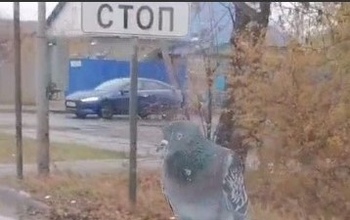 Крылатый автостопщик: в Оренбурге голубь прокатился на машине с ветерком  