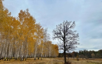 В октябре Бузулукский бор утонул в объятиях влаги, став самым «мокрым» уголком Оренбуржья