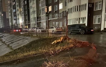 Лиса в городе: рыжая плутовка наведалась в «гости» к оренбуржцам