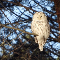 Опубликованы кадры редких видов пернатых Оренбуржья