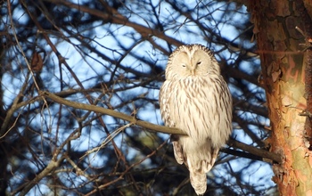 Опубликованы кадры редких видов пернатых Оренбуржья