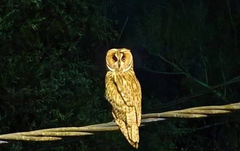 Сова навестила жителей Оренбурга