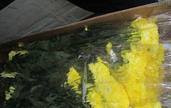 В Оренбургской области на границе с Казахстаном остановлен ввоз опасных цветов