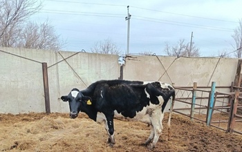 34 бурёнки не доехали до фермы в Оренбуржье