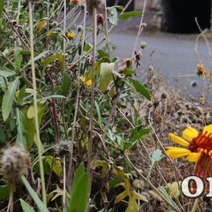 Под конец ноября в Оренбурге распускаются на улицах цветы