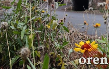 Под конец ноября в Оренбурге распускаются на улицах цветы