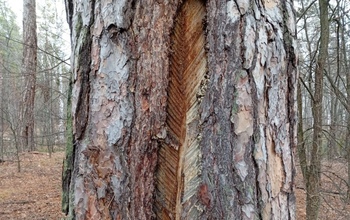 В Бузулукском бору рассказали откуда на соснах «слезы» смолы