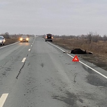 На трассе под Орском «Ниссан» столкнулся с лосем