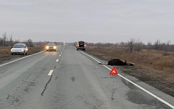 На трассе под Орском «Ниссан» столкнулся с лосем