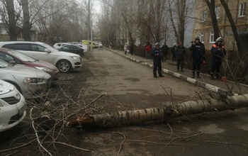 В Оренбурге расследуют уголовное дело после падения дерева на 19-летнюю девушку