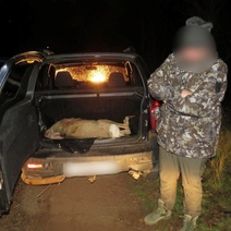 В Оренбуржье браконьер убил сибирскую косулю