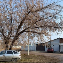 Оренбуржцы после ЧП с 19-летней студенткой закидали чат Альберта Юмадилова жалобами на деревья