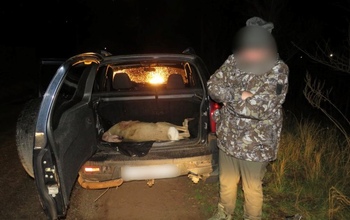 В Оренбуржье браконьер убил сибирскую косулю