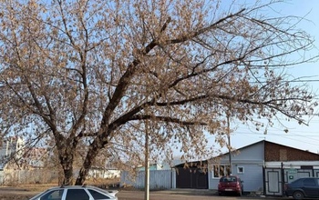 Оренбуржцы после ЧП с 19-летней студенткой закидали чат Альберта Юмадилова жалобами на деревья