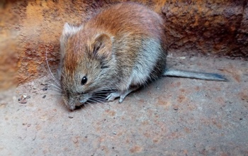 Фауна заповедника 