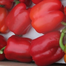 В Оренбуржье вместе с перцем из Узбекистана отправили моль